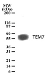Western blot detection of TEM7 in HCT-116 cell lysate using antibody at 1 µg/ml dilution.