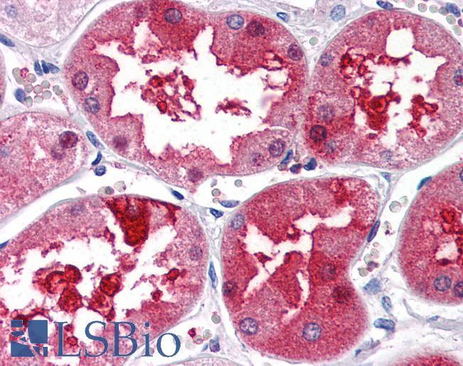Anti-TEM7 antibody IHC of human kidney. Immunohistochemistry of formalin-fixed, paraffin-embedded tissue after heat-induced antigen retrieval. Antibody LS-B2727 concentration 5 ug/ml.