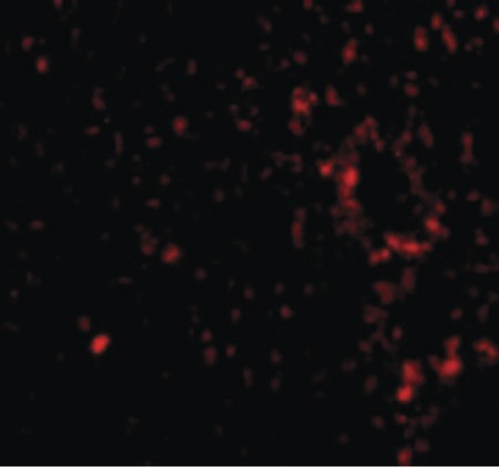 Immunofluorescence of TEM7 in Mouse Liver cells with TEM7 antibody at 20 ug/ml.