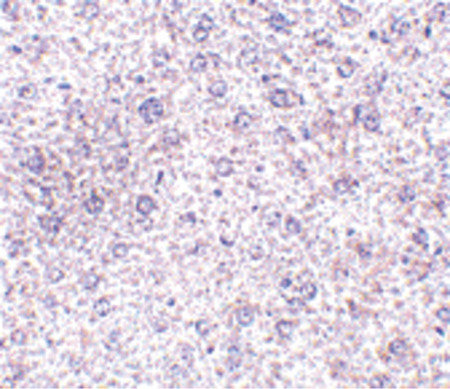 Immunohistochemistry of TEM7 in mouse liver tissue with TEM7 antibody at 2.5 ug/ml.