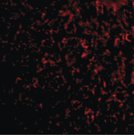 Immunofluorescence of TEM7 in mouse liver tissue with TEM7 antibody at 20 ug/ml.