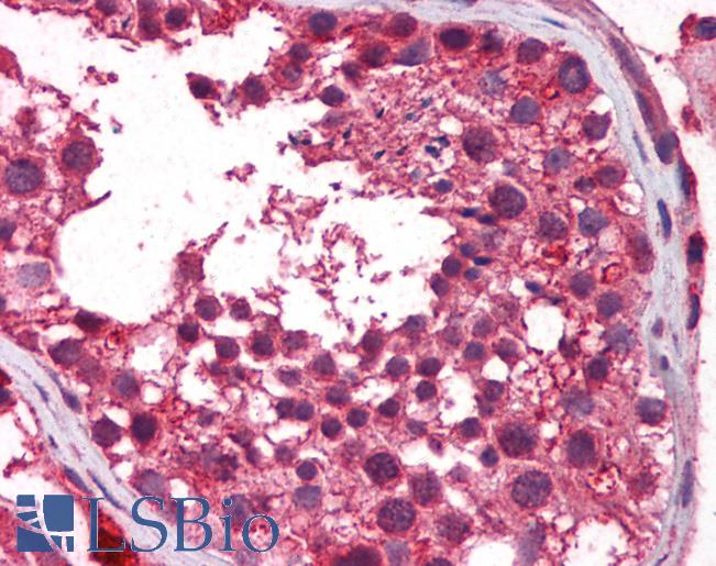 Anti-TERF2IP antibody IHC of human testis. Immunohistochemistry of formalin-fixed, paraffin-embedded tissue after heat-induced antigen retrieval. Antibody LS-B5895 concentration 5 ug/ml.