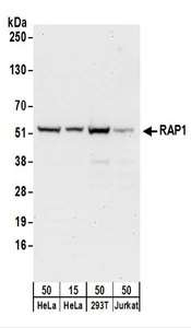 Detection of Human RAP1 by Western Blot. Samples: Whole cell lysate from HeLa (15 and 50 ug), 293T (50 ug), and Jurkat (50 ug) cells. Antibodies: Affinity purified rabbit anti-RAP1 antibody used for WB at 0.1 ug/ml. Detection: Chemiluminescence with an exposure time of 10 seconds.