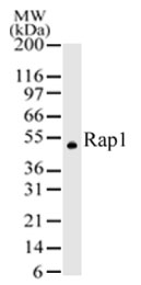 Detection of hRap1 in 293 cells: Two microgram of anti-Rap1 was used to detect hRap1 in 293 cells. A protein band with an approximate molecular weight of 50 kD was detected.