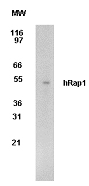 Detection of hRap1 in 293 cells: Two micrograms/ml of antibody was used to detect hRap1 in 293 cells. A protein band of approximate molecular weight of 50 kD is detected.