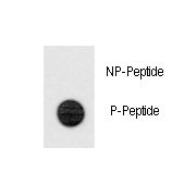 Dot blot of anti-Phospho-TERT-pS1125 Antibody on nitrocellulose membrane. 50ng of Phospho-peptide or Non Phospho-peptide per dot were adsorbed. Antibody working concentrations are 0.5ug per ml.