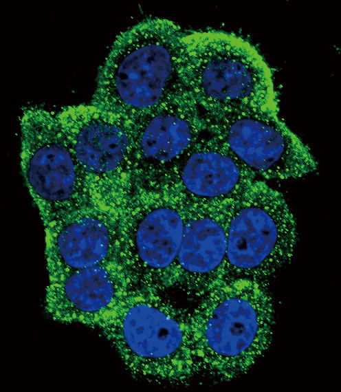 Confocal immunofluorescent of Phospho-TERT-pY707 Antibody with HeLa cell followed by Alexa Fluor 488-conjugated goat anti-rabbit lgG (green). Actin filaments have been labeled with Alexa Fluor 555 phalloidin (red). DAPI was used to stain the cell nuclear (blue).