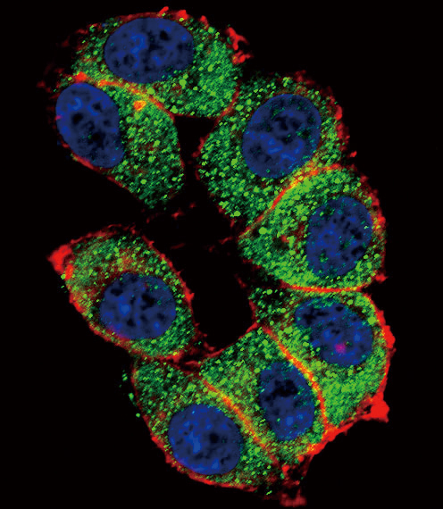 Confocal immunofluorescent of TERT Antibody (S1125) with HeLa cell followed by Alexa Fluor 488-conjugated goat anti-rabbit lgG (green). Actin filaments have been labeled with Alexa Fluor 555 phalloidin (red). DAPI was used to stain the cell nuclear (blue).