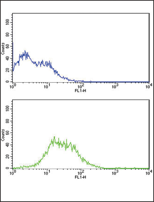 TERT Antibody (S1125) flow cytometry of Jurkat cells (bottom histogram) compared to a negative control cell (top histogram). FITC-conjugated goat-anti-rabbit secondary antibodies were used for the analysis.