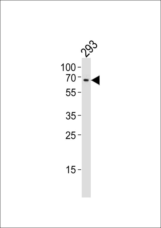 Western blot of lysate from 293 cell line, using TESK1 Antibody. Antibody was diluted at 1:1000. A goat anti-rabbit IgG H&L (HRP) at 1:10000 dilution was used as the secondary antibody. Lysate at 20ug.
