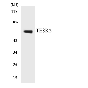 Western blot of the lysates from K562 cells using TESK2 antibody.
