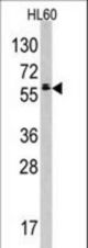 Western blot of anti-TESK2 Antibody in HL60 cell line lysates (35 ug/lane). TESK2 (arrow) was detected using the purified antibody.
