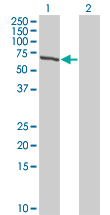Western blot of TESK2 expression in transfected 293T cell line by TESK2 monoclonal antibody (M08), clone 5G1.