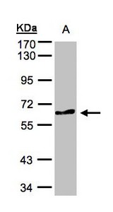 Sample (30 ug whole cell lysate). A: Raji . 7.5% SDS PAGE. TESK2 antibody diluted at 1:500