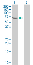 Western blot of TESK2 expression in transfected 293T cell line by TESK2 monoclonal antibody (M04), clone 5H4.