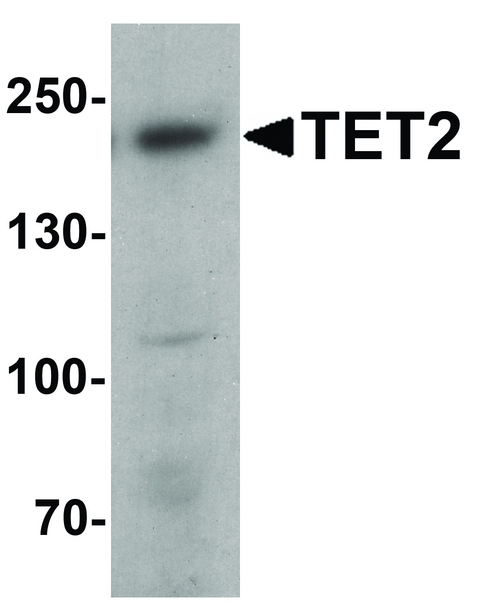 Western blot analysis of TET2 in 3T3 cell lysate with TET2 antibody at 1 ug/ml.