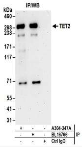 Detection of Human TET2 by Western Blot of Immunoprecipitates. Samples: Whole cell lysate (1 mg for IP; 20% of IP loaded) from 293T cells. Antibodies: Affinity purified rabbit anti-TET2 antibody used for IP at 6 ug/mg lysate. TET2 was also immunoprecipitated by rabbit anti-TET2 antibody BL16766. For blotting immunoprecipitated TET2, was used at 1 ug/ml. Detection: Chemiluminescence with an exposure time of 3 minutes.