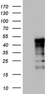 Human recombinant protein fragment corresponding to amino acids 241-568 of human TET3 (NP_659430) produced in E.coli.