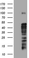 Human recombinant protein fragment corresponding to amino acids 241-568 of human TET3 (NP_659430) produced in E.coli.