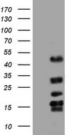 Human recombinant protein fragment corresponding to amino acids 241-568 of human TET3 (NP_659430) produced in E.coli.