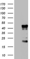 Human recombinant protein fragment corresponding to amino acids 241-568 of human TET3 (NP_659430) produced in E.coli.