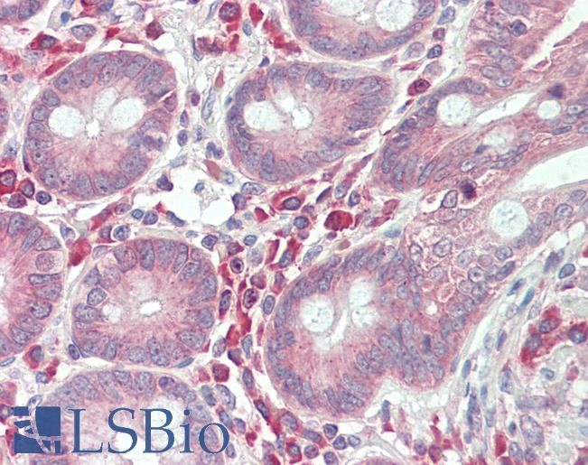 Anti-TET3 antibody IHC staining of human small intestine. Immunohistochemistry of formalin-fixed, paraffin-embedded tissue after heat-induced antigen retrieval.