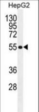 MFS10 Antibody western blot of HepG2 cell line lysates (35 ug/lane). The MFS10 antibody detected the MFS10 protein (arrow).
