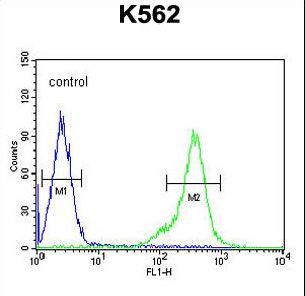 TEX13B Antibody flow cytometry of K562 cells (right histogram) compared to a negative control cell (left histogram). FITC-conjugated goat-anti-rabbit secondary antibodies were used for the analysis.