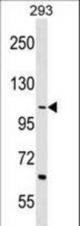TEX2 Antibody western blot of 293 cell line lysates (35 ug/lane). The TEX2 antibody detected the TEX2 protein (arrow).