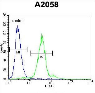 TEX261 Antibody flow cytometry of A2058 cells (right histogram) compared to a negative control cell (left histogram). FITC-conjugated goat-anti-rabbit secondary antibodies were used for the analysis.