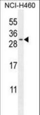 C2orf51 Antibody western blot of NCI-H460 cell line lysates (35 ug/lane). The C2orf51 antibody detected the C2orf51 protein (arrow).