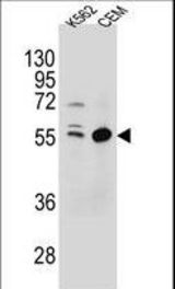 TEX9 Antibody western blot of K562,CEM cell line lysates (35 ug/lane). The TEX9 antibody detected the TEX9 protein (arrow).