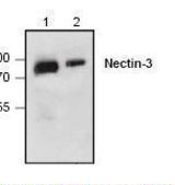 Western blot of PVRL3 / Nectin-3 antibody LS-C48736.