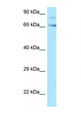 TF / Transferrin antibody LS-C146536 Western blot of HT1080 Cell lysate. Antibody concentration 1 ug/ml.