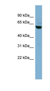 PVRL3 / Nectin 3 antibody LS-C107780 Western blot of HT1080 cell lysate.