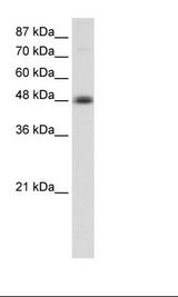 Transfected 293T Cell Lysate
