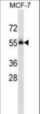 PVRL3 Antibody western blot of MCF-7 cell line lysates (35 ug/lane). The PVRL3 antibody detected the PVRL3 protein (arrow).