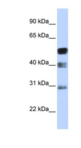 TFAP2B / AP2 Beta antibody LS-C109792 Western blot of Transfected 293T cell lysate.
