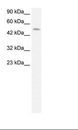 Fetal Muscle Lysate