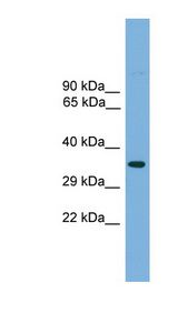 TFAP4 antibody LS-C116096 Western blot of Mouse Thymus lysate.