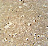 TFAP4 Antibody immunohistochemistry of formalin-fixed and paraffin-embedded human brain tissue followed by peroxidase-conjugated secondary antibody and DAB staining.