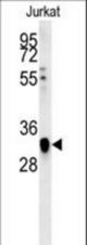 TFAP4 Antibody western blot of Jurkat cell line lysates (35 ug/lane). The TFAP4 antibody detected the TFAP4 protein (arrow).