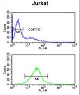 TFAP4 Antibody flow cytometry of Jurkat cells (bottom histogram) compared to a negative control cell (top histogram). FITC-conjugated goat-anti-rabbit secondary antibodies were used for the analysis.