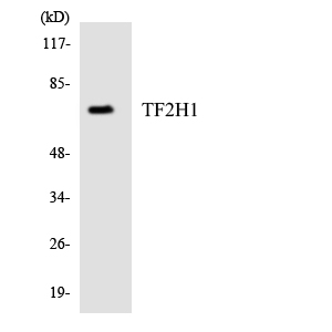 Western blot of the lysates from HepG2 cells using TF2H1 antibody.