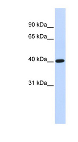 TFB1M antibody LS-C109926 Western blot of Fetal liver lysate.