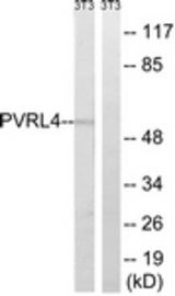 Western blot of extracts from NIH-3T3 cells, using PVRL4 Antibody. The lane on the right is treated with the synthesized peptide.