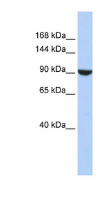 PWP2 / PWP2H antibody LS-C102191 Western blot of HepG2 cell lysate.