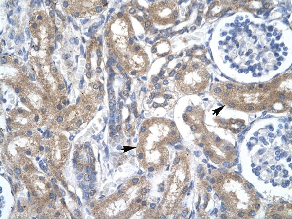 TFDP2 / Dp-2 antibody LS-C30921 was used in IHC to stain formalin-fixed, paraffin-embedded human kidney.