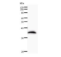 Western blot analysis of immunized recombinant protein, using anti-TFDP2 monoclonal antibody.