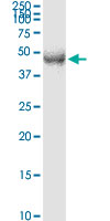 TFDP2 monoclonal antibody (M01), clone 2E6. Western Blot analysis of TFDP2 expression in human colon.